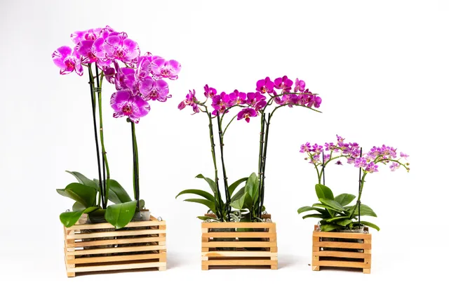 greenes-fence-aromatic-cedar-botanical-display-tray-set-3-pack image 1