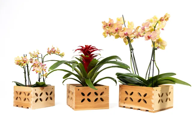 greenes-fence-aromatic-cedar-orchid-display-box-set-with-floral-cutouts-3-assort image 1