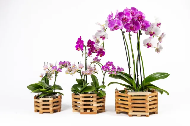 greenes-fence-aromatic-cedar-orchid-display-basket-set-rcp3c image 1
