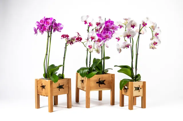 greenes-fence-aromatic-cedar-orchid-display-planter-set-with-turtle-cutouts-rcp3 image 1