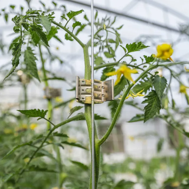 bootstrap-farmer-qlipr-trellising-system-reusable-stainless-steel-clips-for-toma image 1