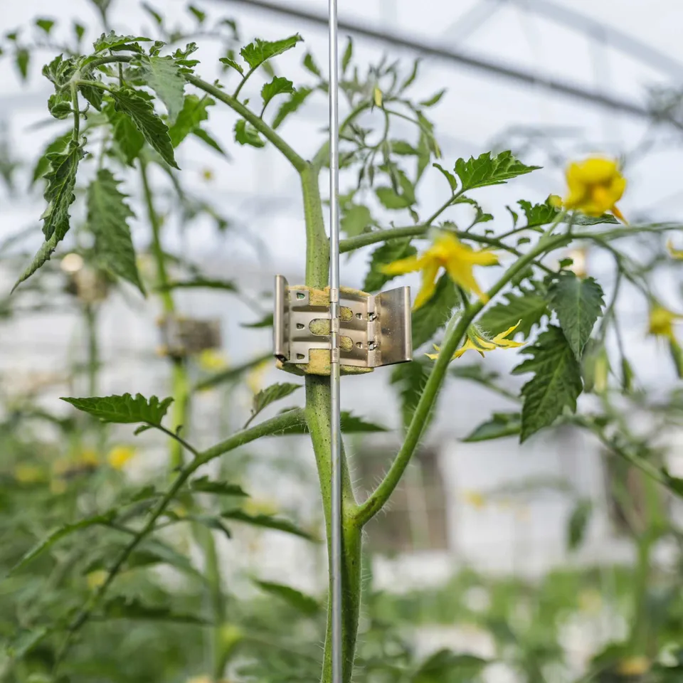 bootstrap-farmer-qlipr-trellising-system-reusable-stainless-steel-clips-for-toma image 1