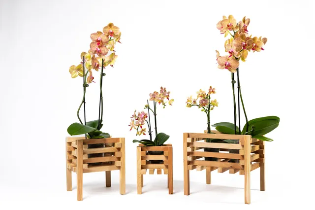 greenes-fence-aromatic-cedar-elevated-orchid-display-stand-set-rcp3l image 1