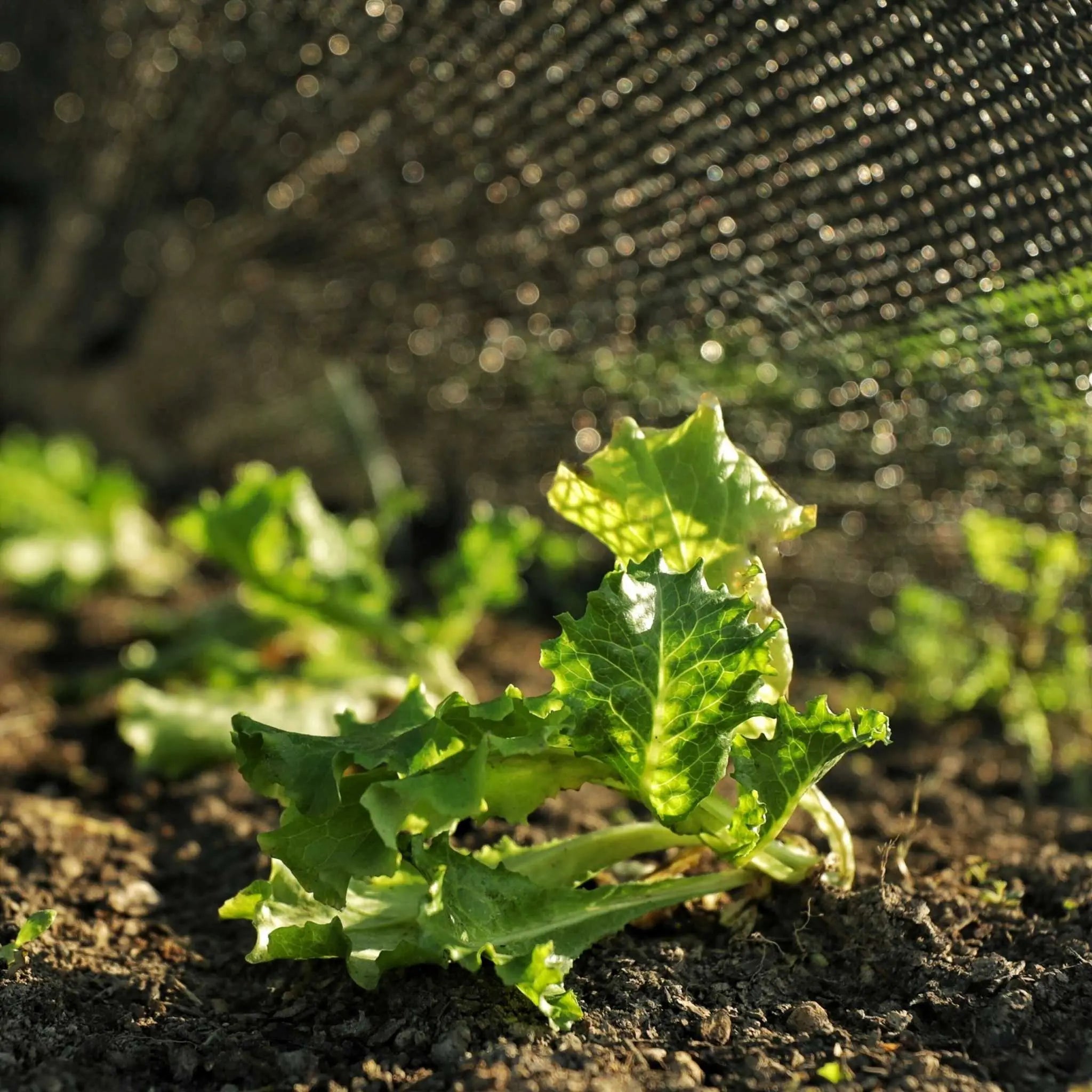 bootstrap-farmer-greenhouse-shade-cloth-50-black-multiple-sizes image 2