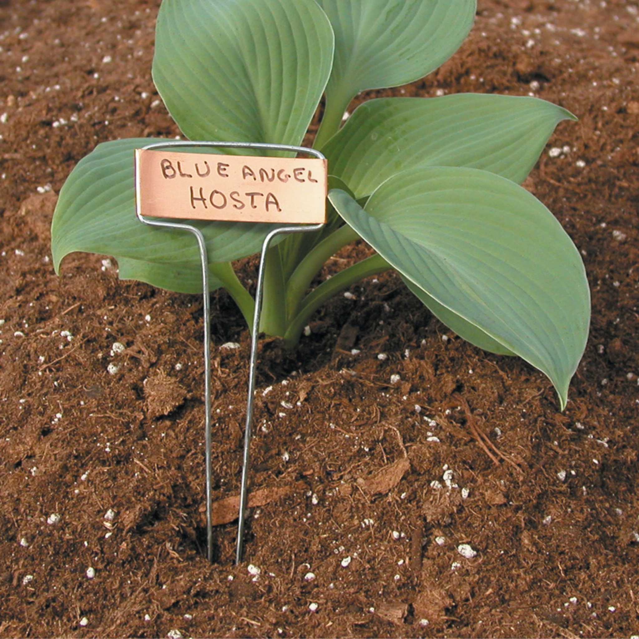 luster-leaf-classic-impressions-10-inch-plant-labels-copper-or-zinc-10-pack image 4