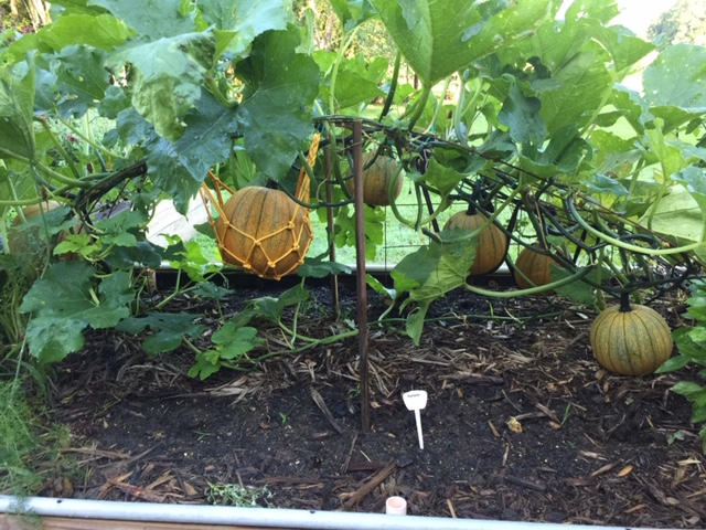 Perfect melon support