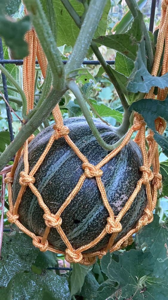Must-have for melon growers