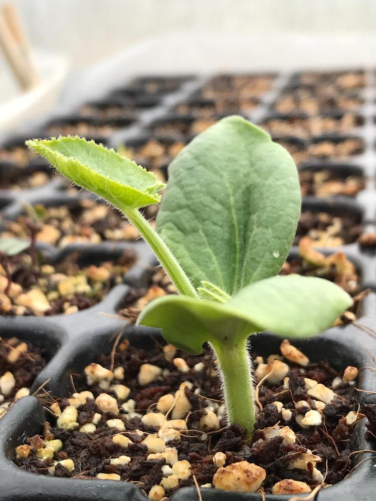 Perfect for seed starting