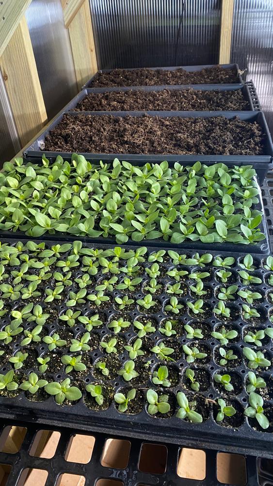 Great for starting seeds
