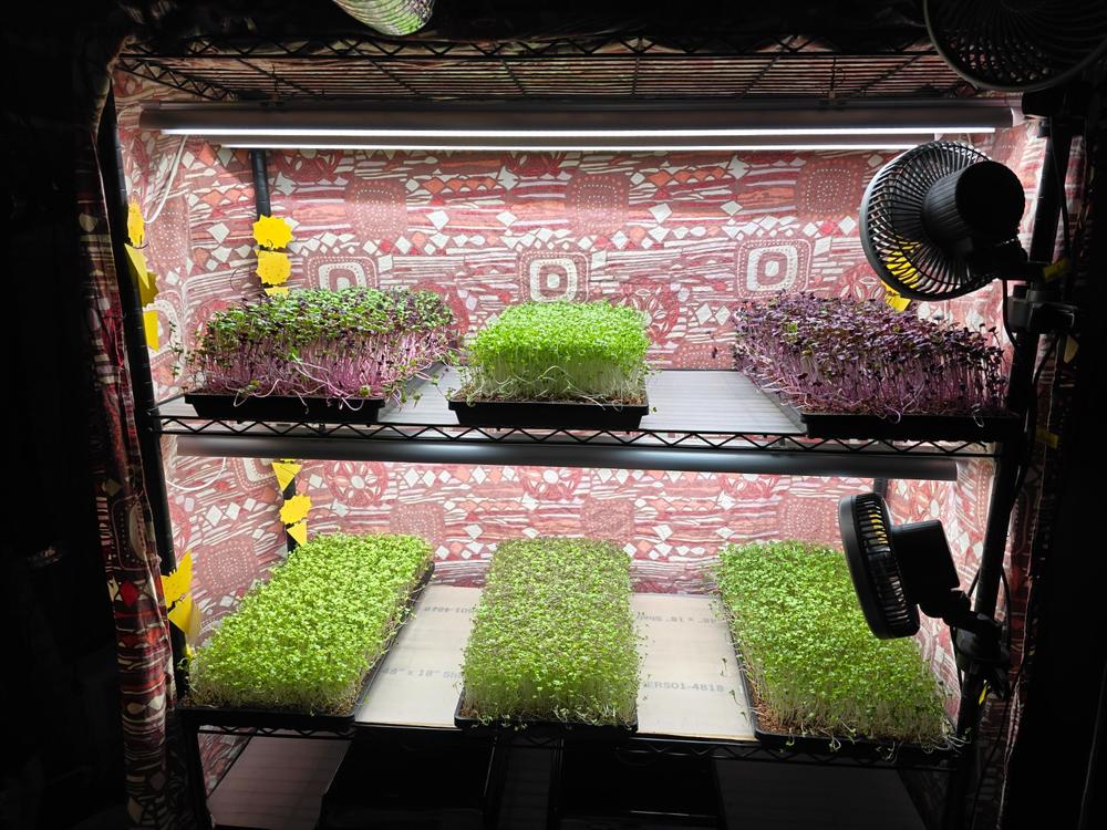 My seedlings love them