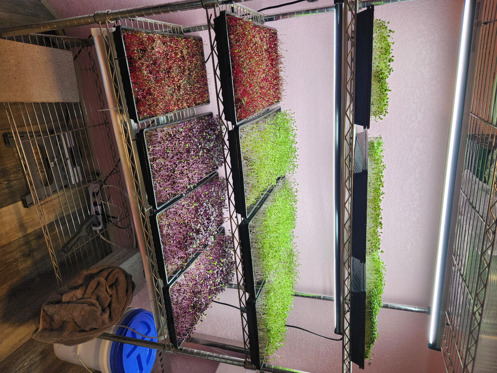 Good trays, but pricey