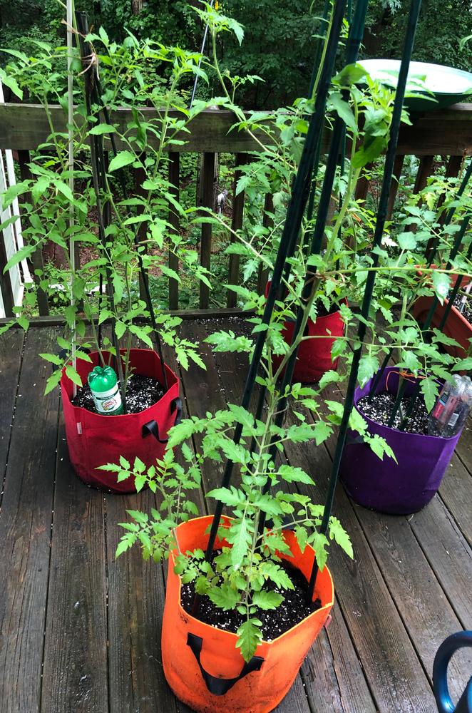 Perfect for container gardening