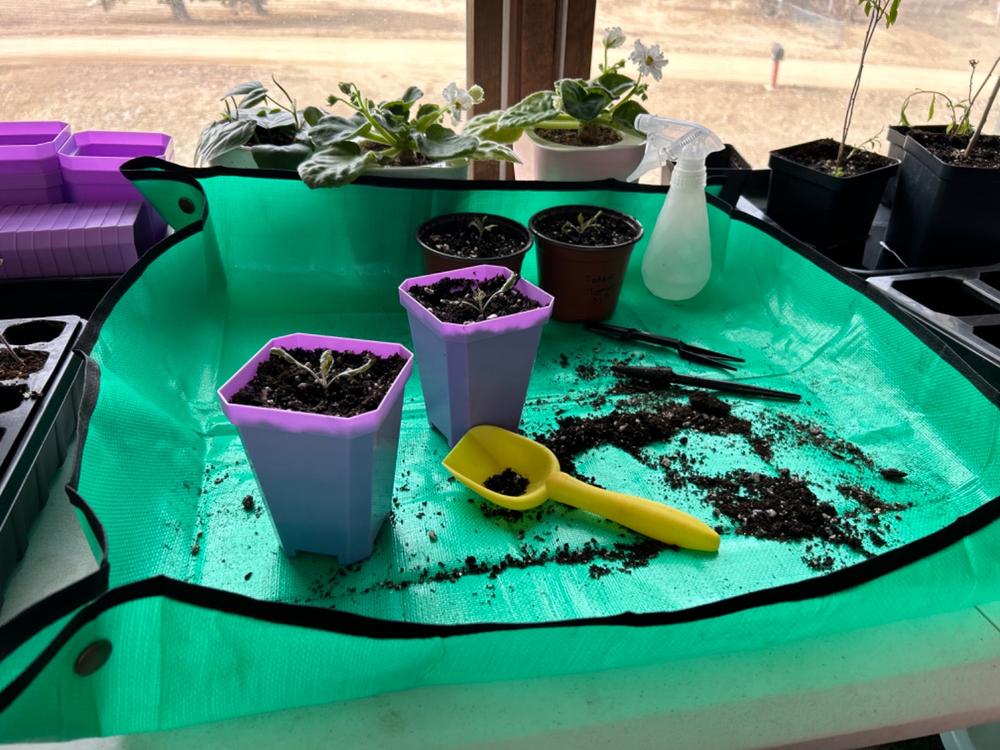 Must-have for seed starting