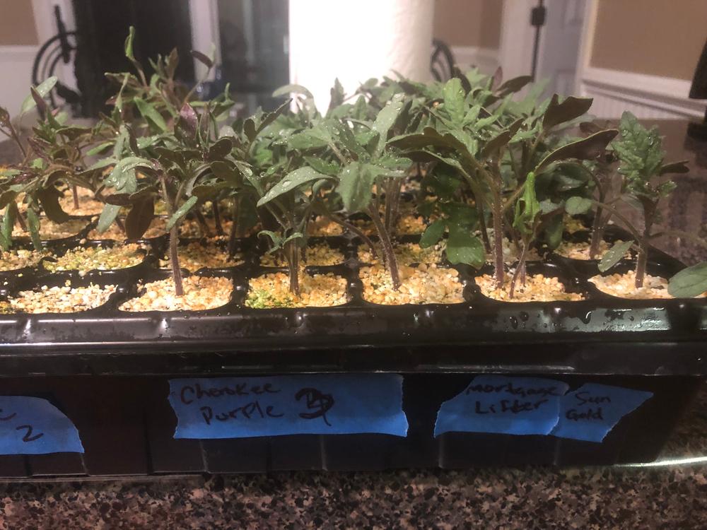 Works great for germination