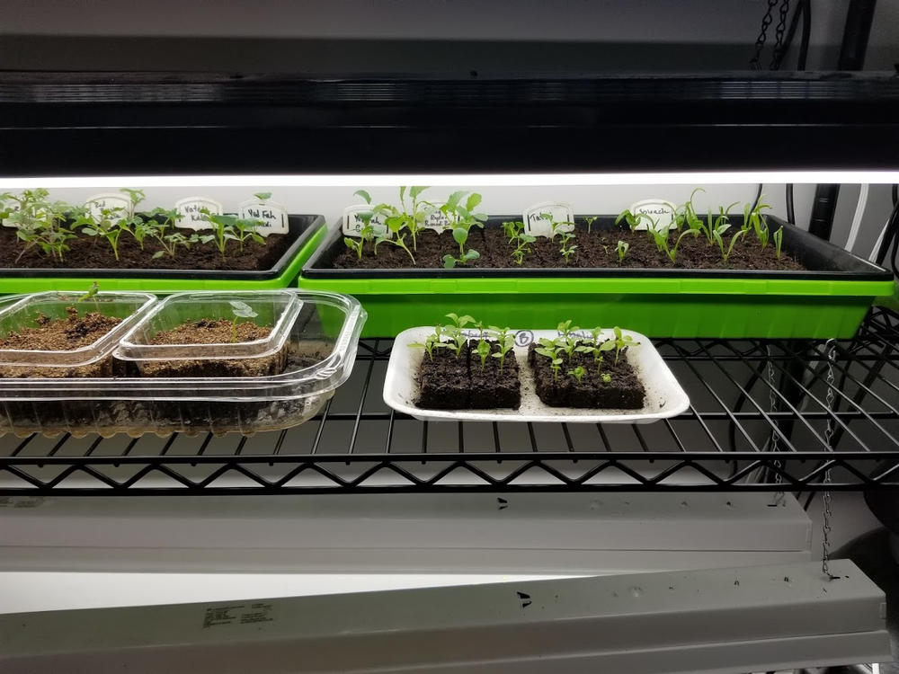 My favorite trays