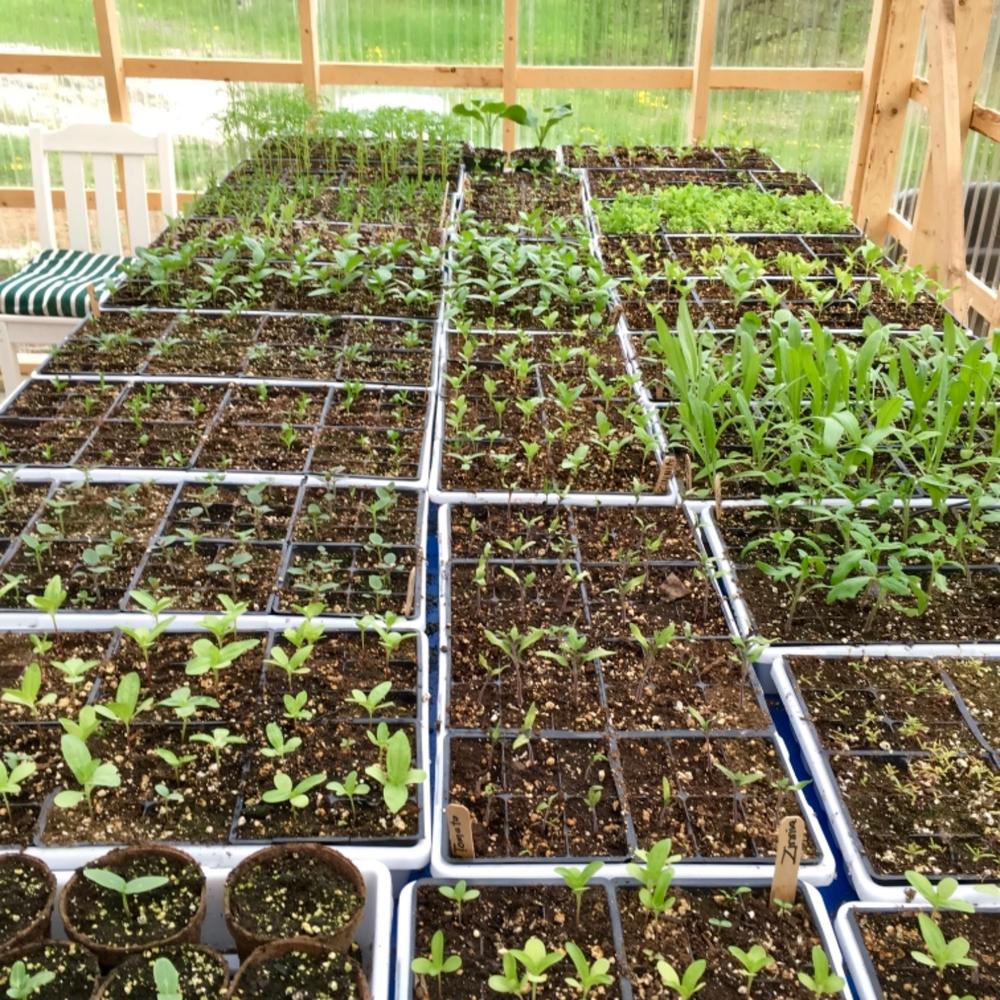 Perfect for microgreens