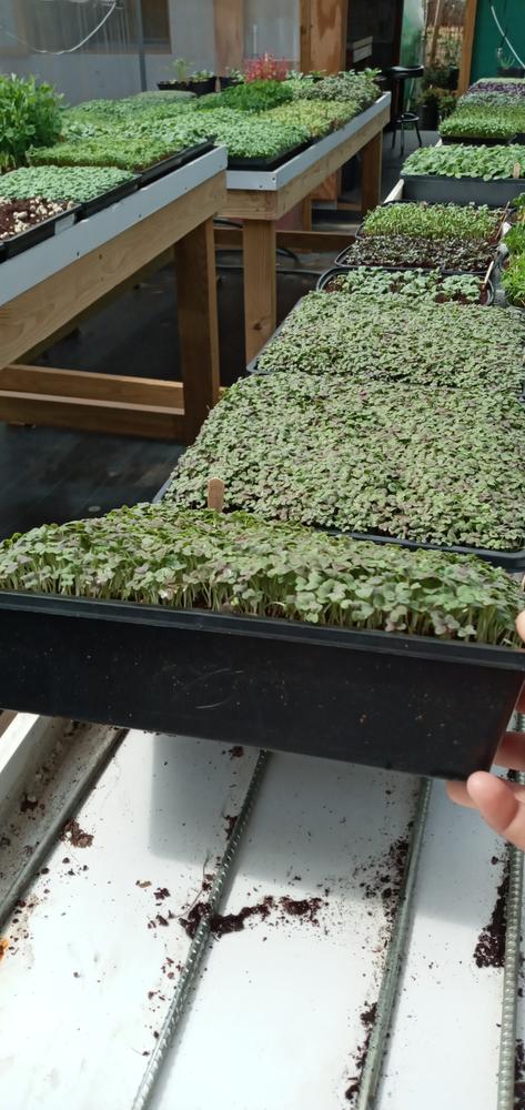Solid trays