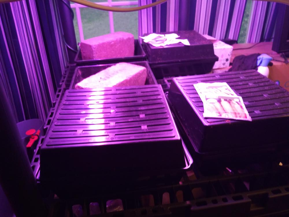 Great trays