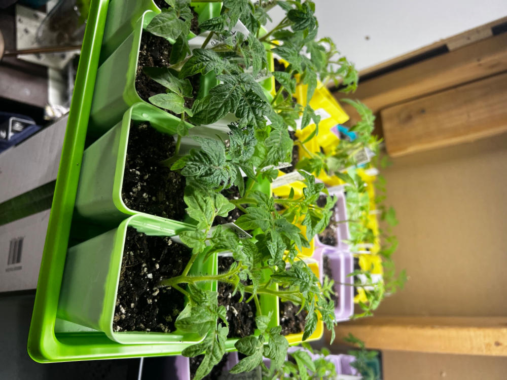 Perfect for microgreens