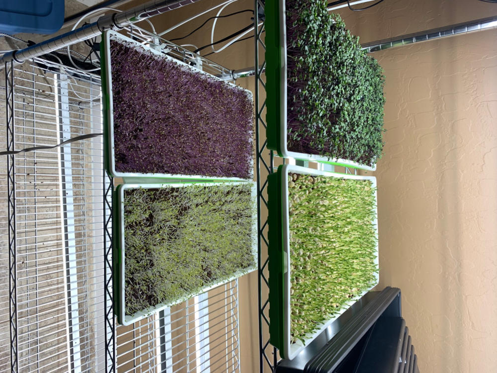 Absolutely the best trays