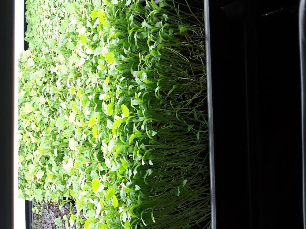 Perfect for microgreens