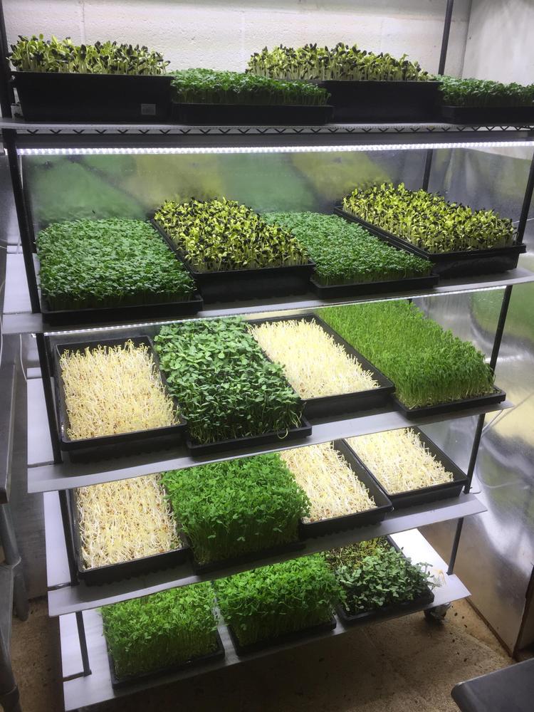Solid trays