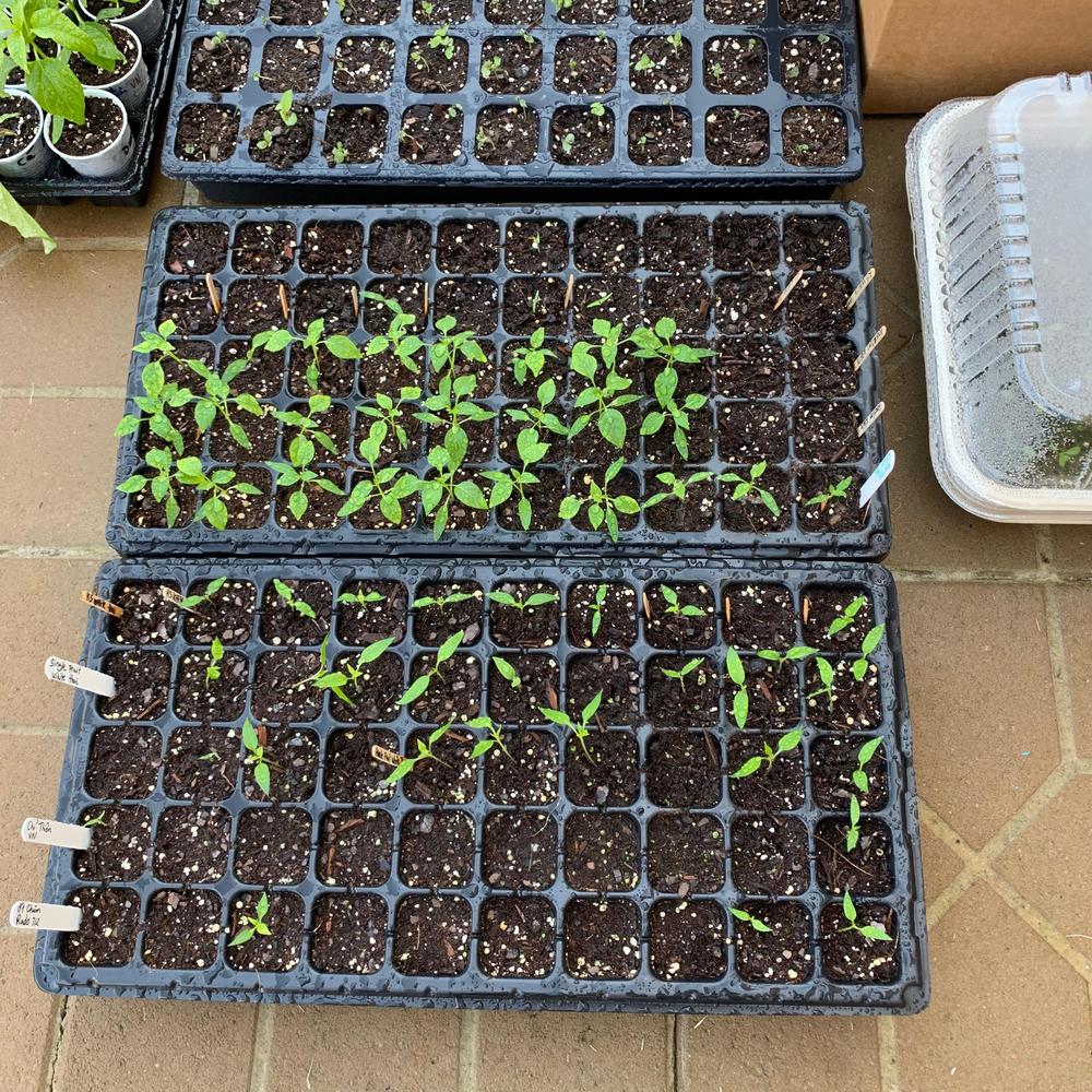 Perfect for starting seeds