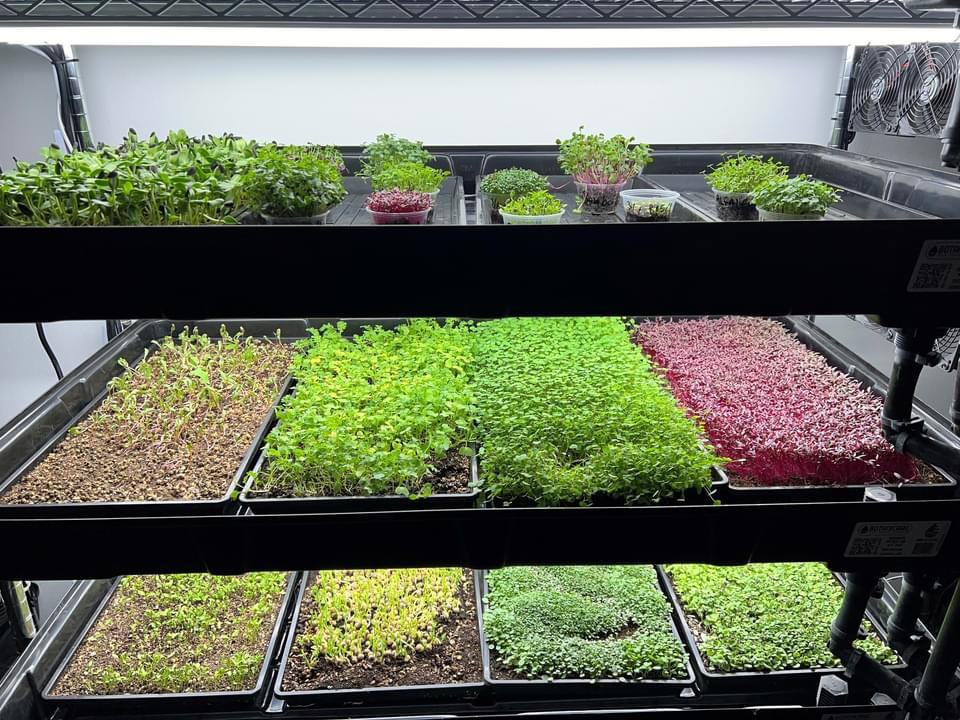 Game changer for microgreens