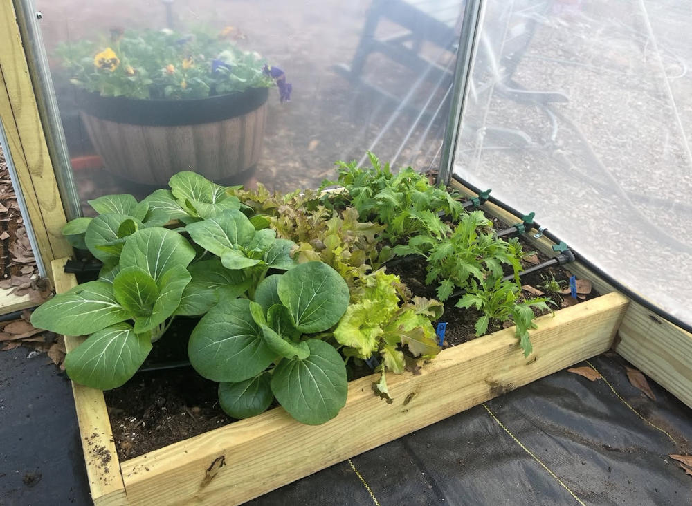 Great starter greenhouse