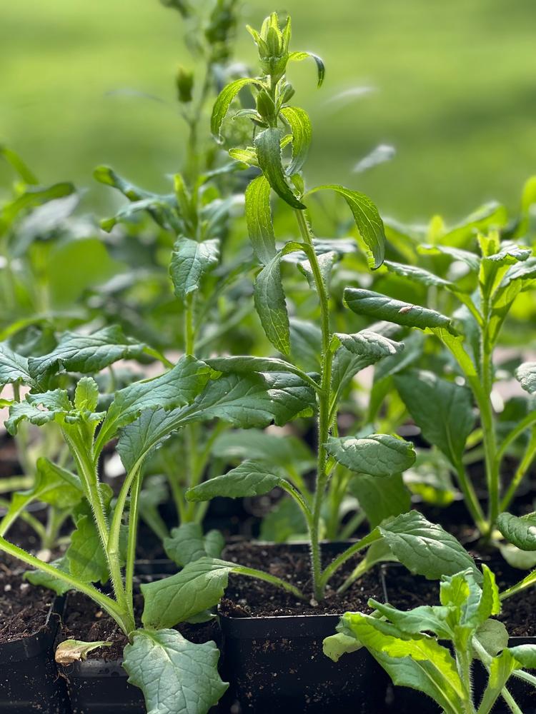 Best seed starter pots