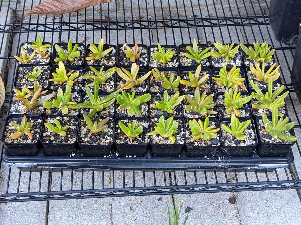 Perfect for my seedlings