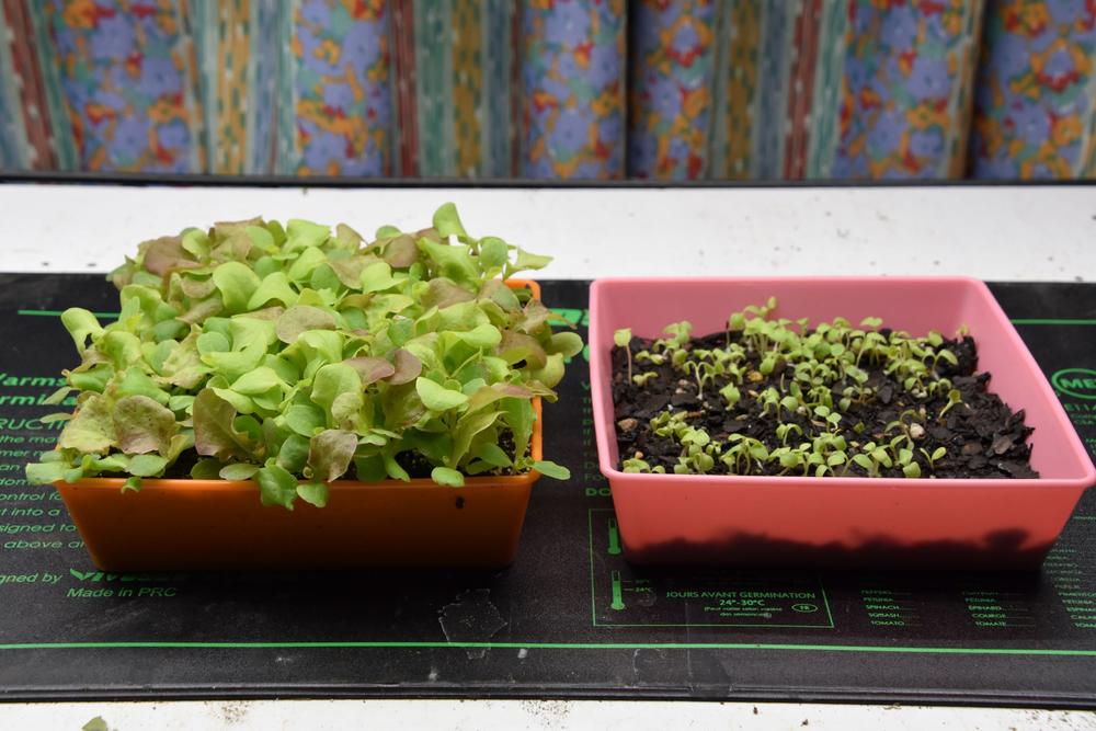 Perfect for seedlings