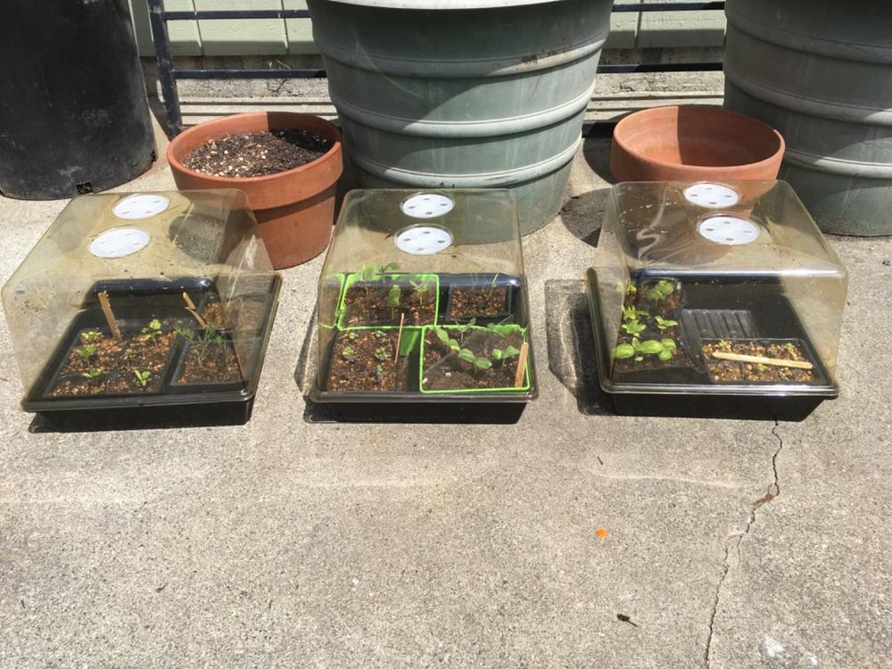 Perfect for seed starting
