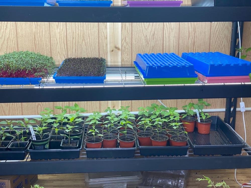 Perfect for microgreens