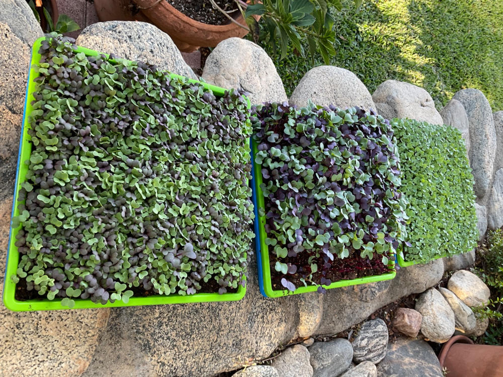 Excellent trays