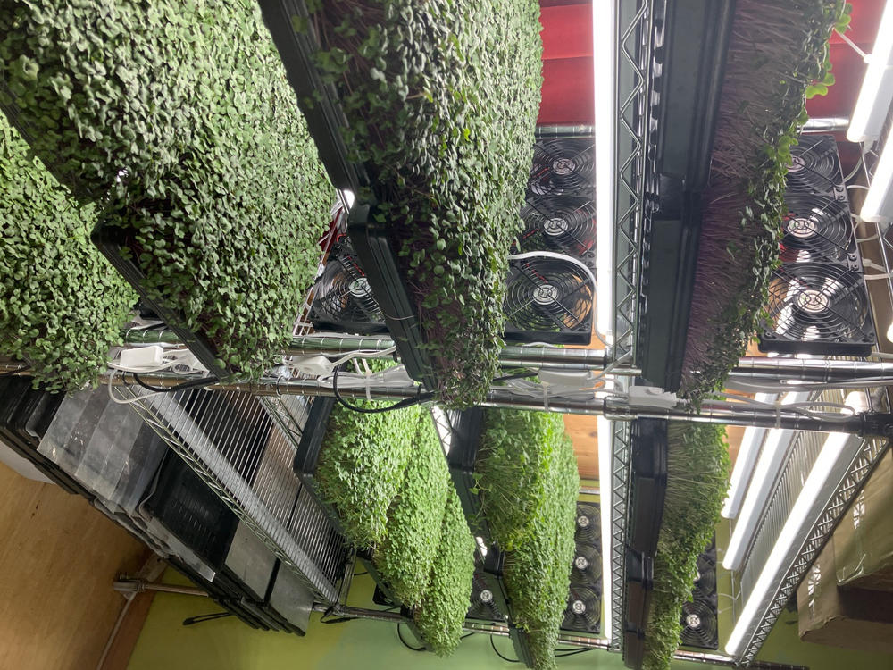 Great airflow for my microgreens