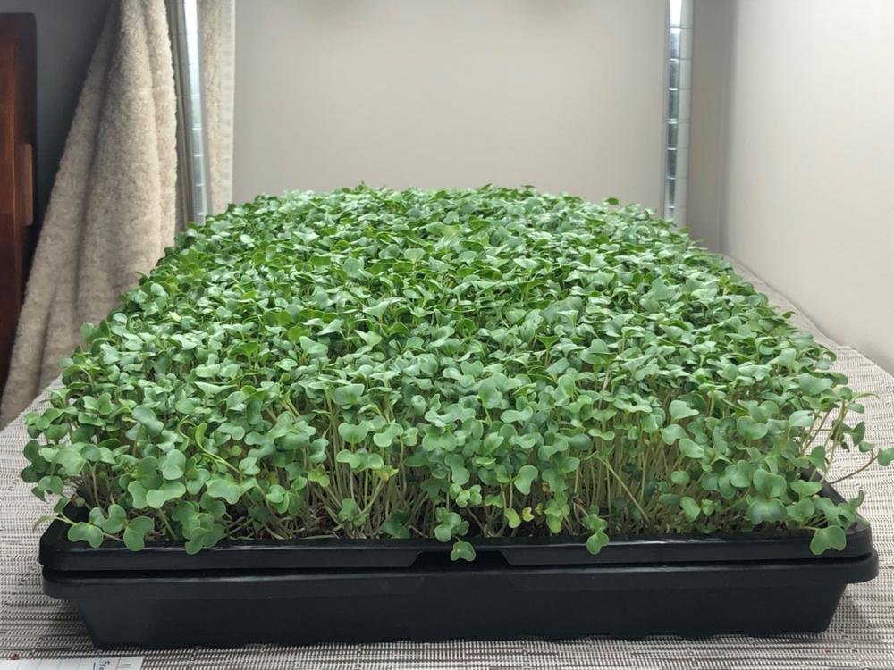 Excellent for seed starting