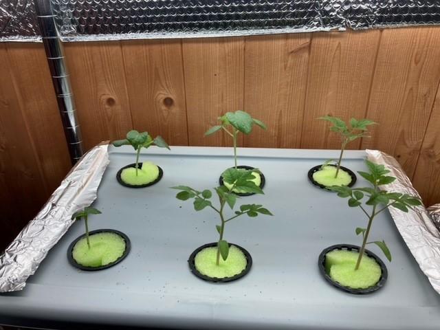 Perfect for lettuce