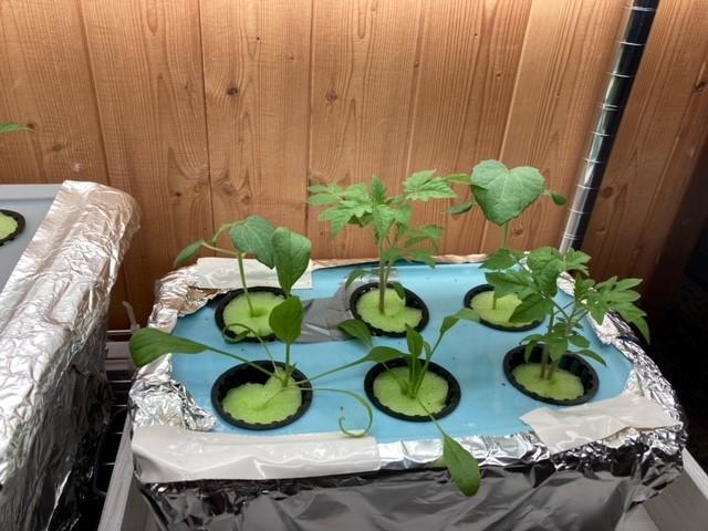Great for hydroponics