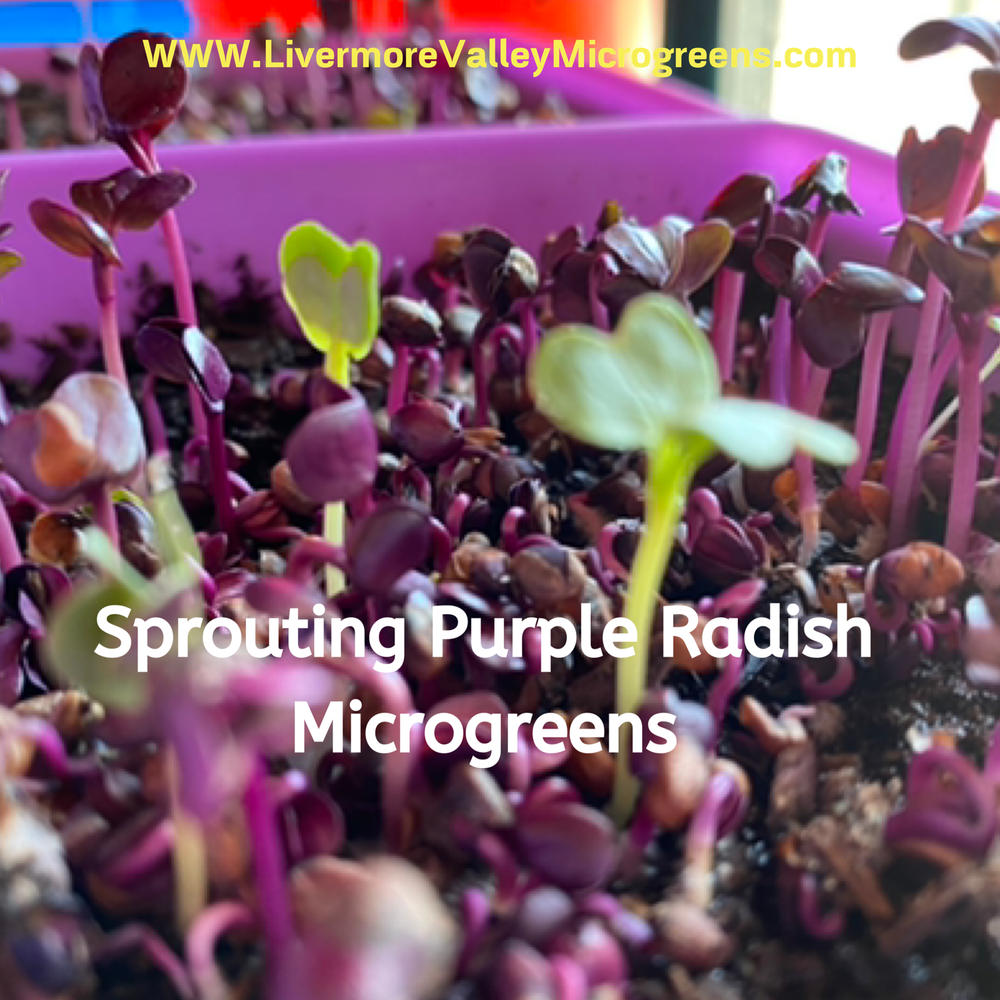 Perfect for microgreens