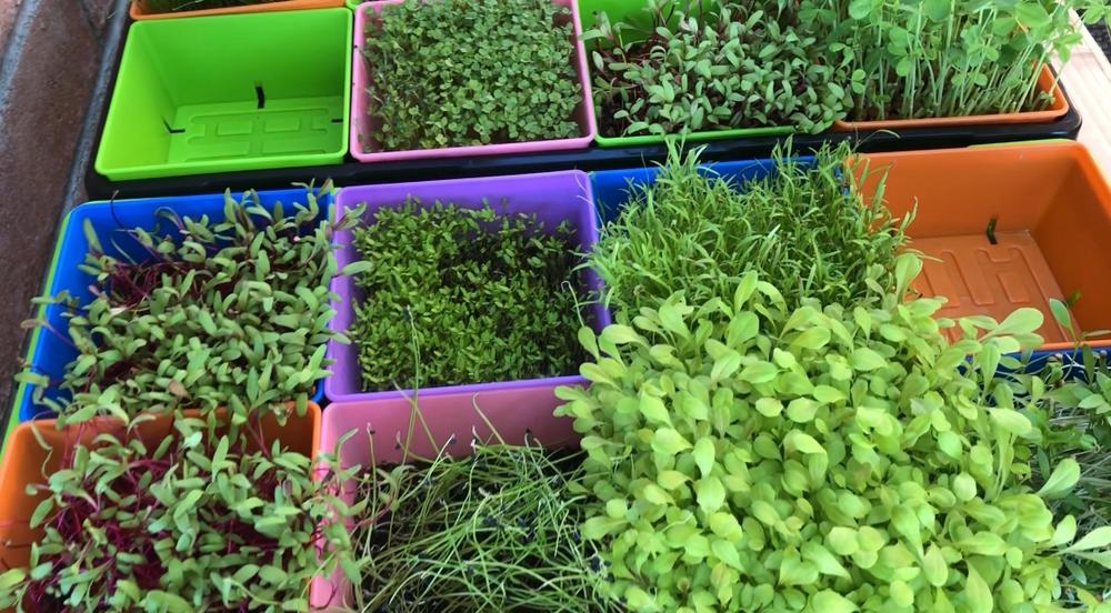 Excellent for seed starting