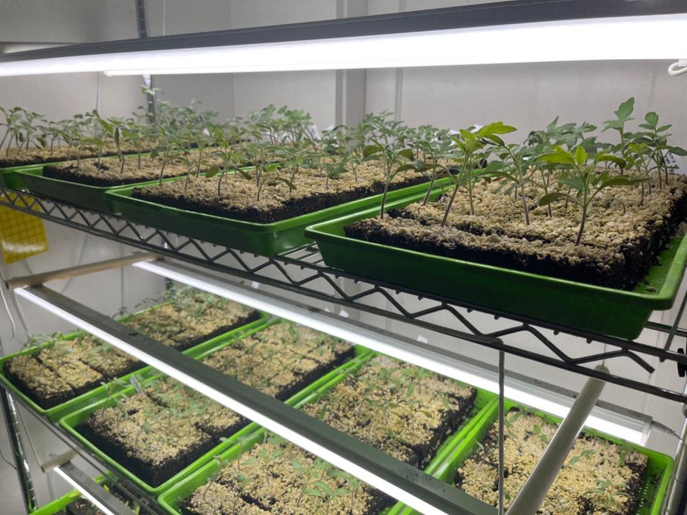 Great trays