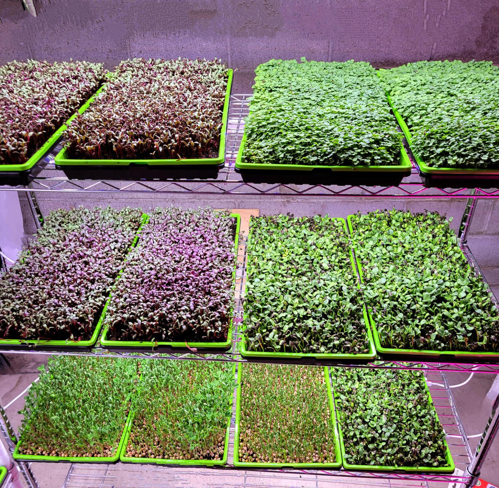 Excellent for hydroponics