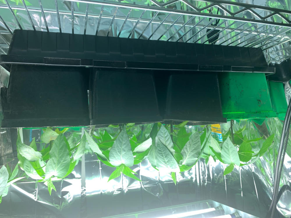 Great for microgreens