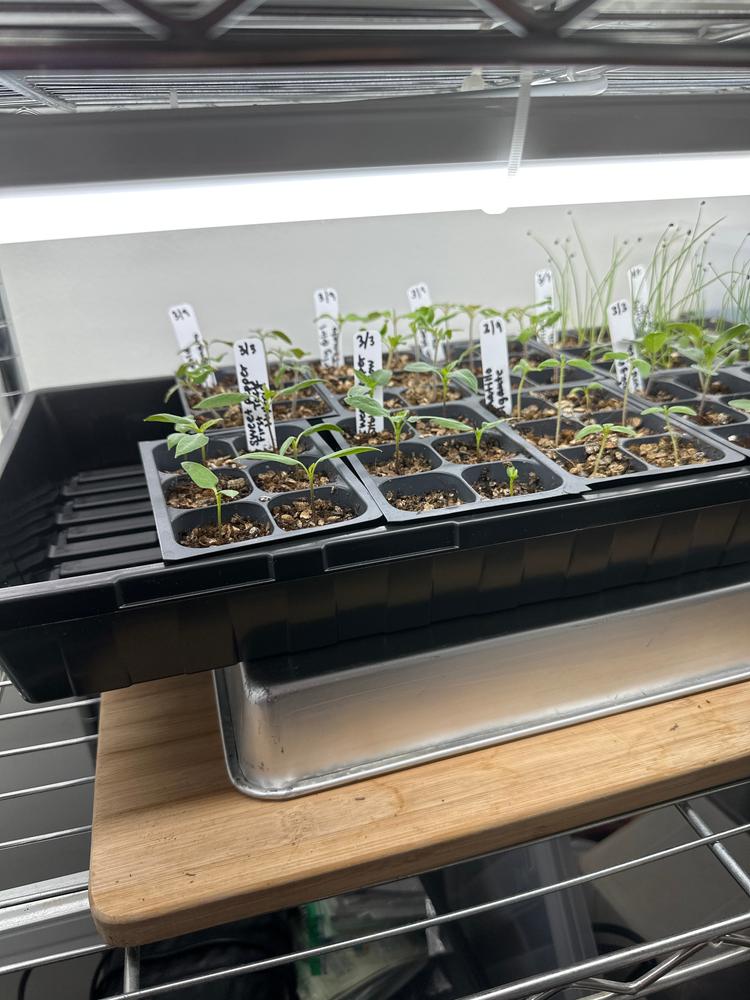 Good trays, a bit pricey