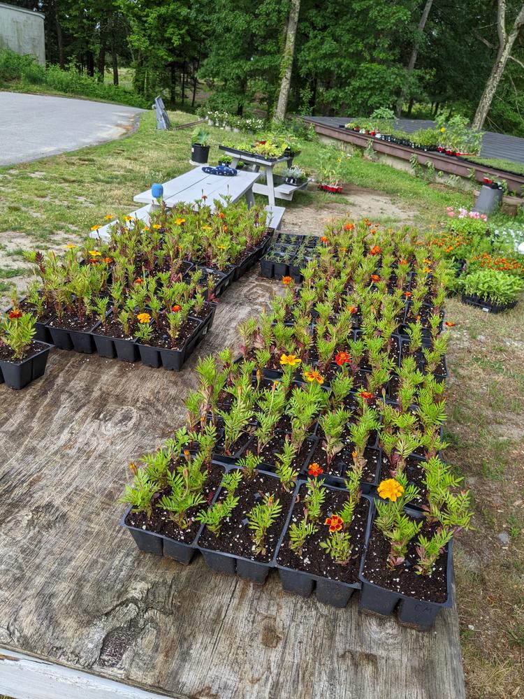 Average trays