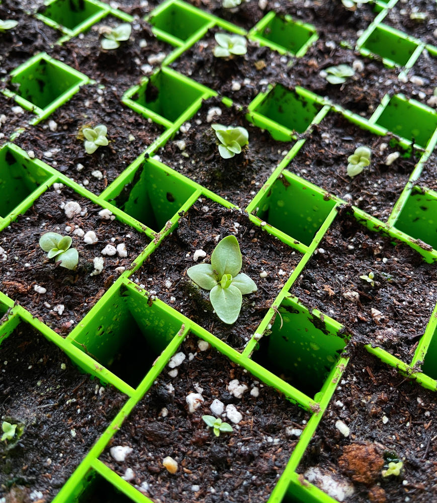 Better than soil blocks