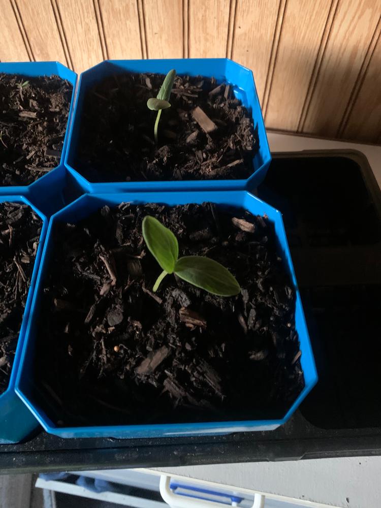 Perfect for up-potting