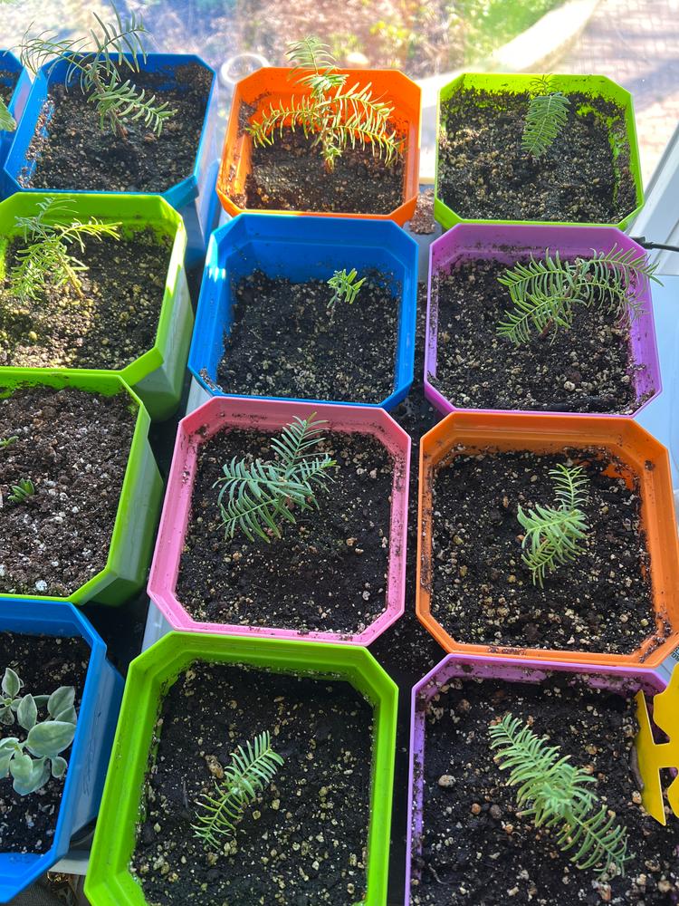 Good pots, but tray is a bit flimsy