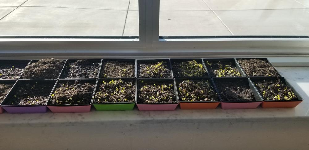 Great for variety